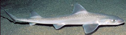 Mustelus asterias_04.jpg